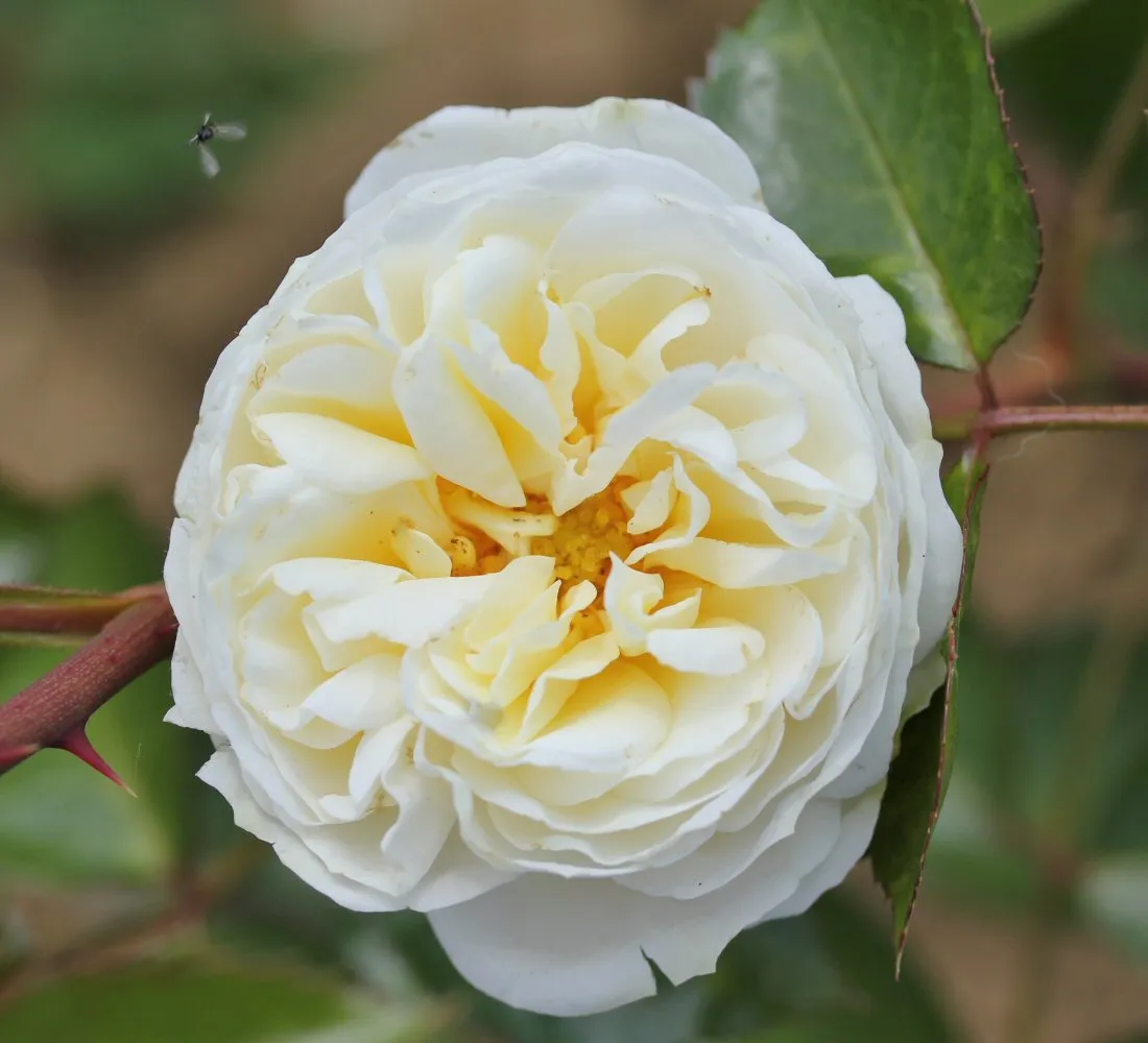 Whartons 'Clarence House' Cream Climbing Rose 4Ltr pot