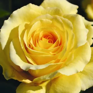 Yellow Climbing Rose 'Sommergold' 4Ltr Pot